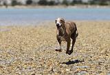 WHIPPET 012